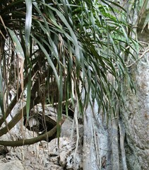 Dracaena cochinchinensis