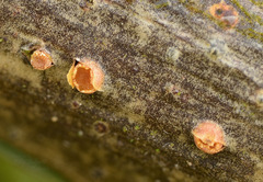 Pezicula ocellata