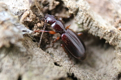 Cymindis