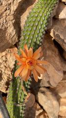 Trichocereeae