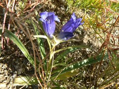 Gentiana decumbens