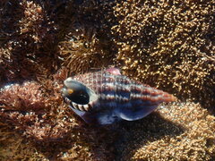 Batillaria australis