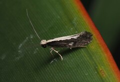 Monopis ethelella