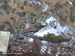 Periophthalmodon schlosseri