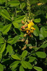 Crotalaria retusa
