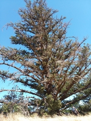 Pseudotsuga