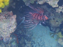 Pterois antennata