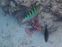 Pterois antennata