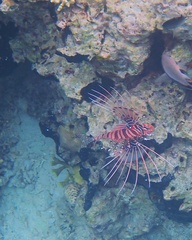 Pterois antennata