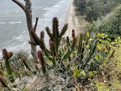 Euphorbia antiquorum