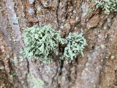 Ramalina fastigiata