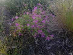 Stylidium scandens