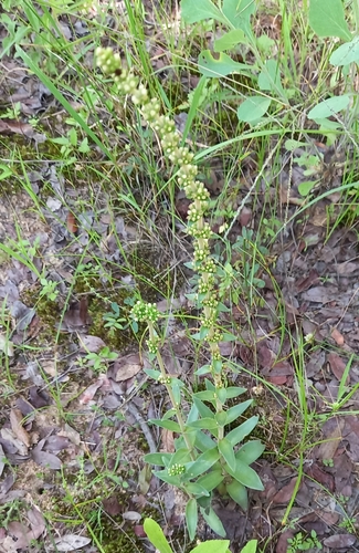 Crassula nodulosa