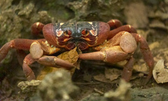 Gecarcoidea natalis