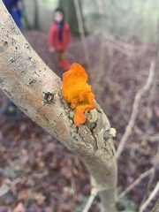 Tremella mesenterica