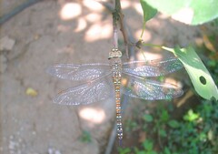 Aeshna mixta