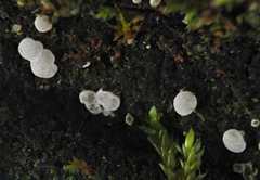 Polydesmia pruinosa