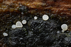 Polydesmia pruinosa