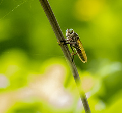Cophinopoda andrewsi