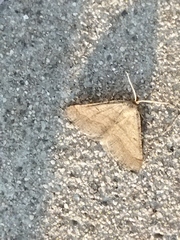 Isturgia murinaria