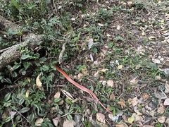 Oreocryptophis porphyraceus