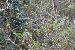 Sittiparus castaneoventris