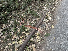 Oreocryptophis porphyraceus