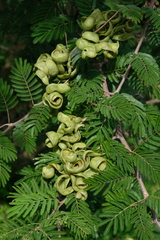 Dichrostachys cinerea