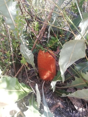 Banksia goodii