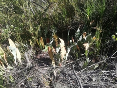 Banksia goodii