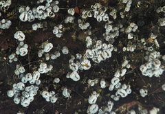 Proliferodiscus pulveraceus