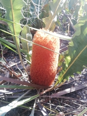 Banksia goodii