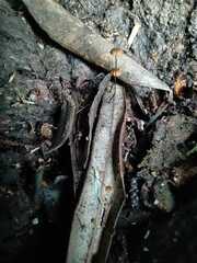 Cryptomarasmius corbariensis