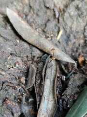 Cryptomarasmius corbariensis