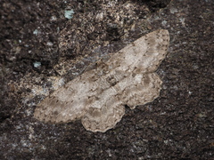 Hypomecis punctinalis conferenda