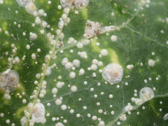 Aspidiotus hedericola