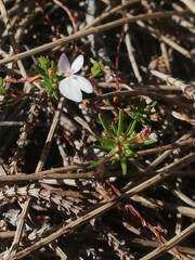 Stylidium repens