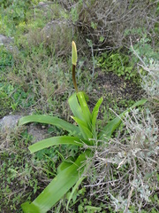 Bulbinella cauda-felis