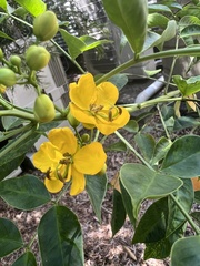Senna pendula