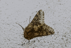 Apocheima hispidaria