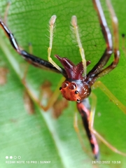 Viciria pavesii
