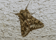 Apocheima hispidaria