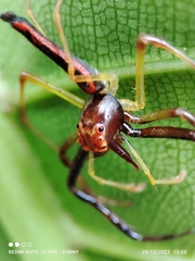 Viciria pavesii