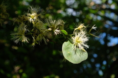 Pithecellobium unguis-cati