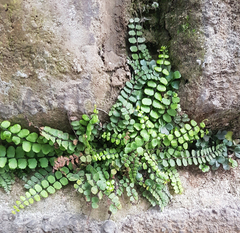 Asplenium trichomanes