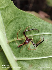 Viciria pavesii