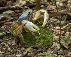 Tuerkayana celeste