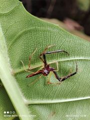 Viciria pavesii