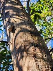 Orthalicus floridensis