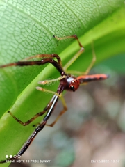 Viciria pavesii